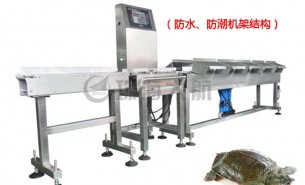 甲魚(yú)分級(jí)秤_自動(dòng)稱(chēng)重精準(zhǔn)分揀,可達(dá)十個(gè)級(jí)別