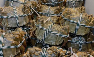  螃蟹分選機(jī)_大閘蟹自動(dòng)分揀機(jī)—螃蟹稱(chēng)重分級(jí)設(shè)備系列