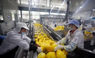 了解柚子重量分選機如何實現(xiàn)柚子精準(zhǔn)重量分選及產(chǎn)業(yè)應(yīng)用優(yōu)勢