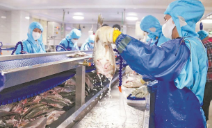 解析水產(chǎn)配重機如何實現(xiàn)水產(chǎn)產(chǎn)品精準(zhǔn)配重及產(chǎn)業(yè)應(yīng)用價值