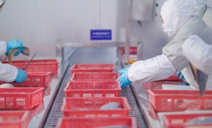 重量分級不準(zhǔn)的破題之選 - 珠海大航重量分選機