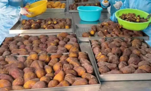 珠海大航紅薯重量分選機：紅薯精準(zhǔn)重量分揀的得力助手