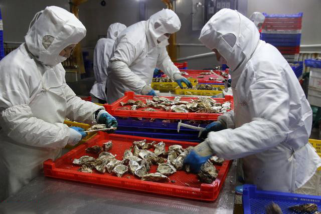 牡蠣清洗分揀過(guò)程